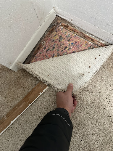 Mold remediation project